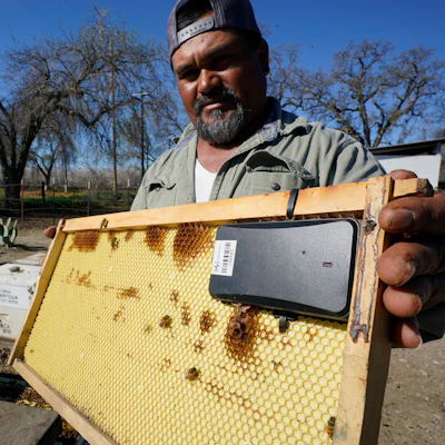 Beekeeper Hello Medina displays a beehive frame outfitted with a GPS locater, Woodland, Calif., Feb. 17, 2022.