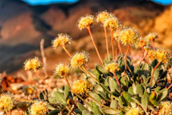 The U.S. Fish and Wildlife Service has proposed designating the high-desert range halfway between Reno and Las Vegas as critical habitat for the Tiehm's buckwheat. It is also the site of a proposed lithium mine by the Australian-based Ioneer USA Corp.