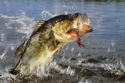 Largemouth bass.
