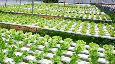 Key Hydroponic Greens Greenhouse