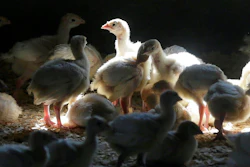 Turkeys stand in a barn on turkey farm near Manson, Iowa on Aug. 10, 2015. When cases of bird flu are found on poultry farms officials act quickly to slaughter all the birds in that flock even when it numbers in the millions, but animal welfare groups say their methods are inhumane.