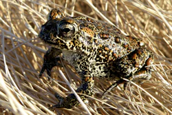 The U.S. Fish and Wildlife Service temporarily listed a rare northern Nevada toad as endangered on an emergency basis partly because of threats a geothermal plant in the works poses to its habitat in the only place its known to live in the world about 100 miles east of Reno.