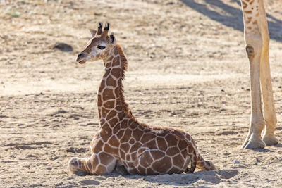 This April 8, 2022, image released by the San Diego Zoo Wildlife Alliance shows Msituni, a baby giraffe calf with an unusual disorder that caused her legs to bend the wrong way, at the San Diego Zoo Safari Park in Escondido, north of San Diego. Zoo staff feared she could die if they didn't immediately correct the condition, which could prevent her from nursing and walking around the habitat.