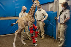 This Feb. 10, 2022, image released by the San Diego Zoo Wildlife Alliance shows Msituni, a giraffe calf born with an unusual disorder that caused her legs to bend the wrong way, at the San Diego Zoo Safari Park in Escondido, north of San Diego.