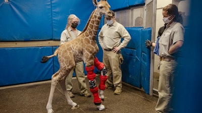 This Feb. 10, 2022, image released by the San Diego Zoo Wildlife Alliance shows Msituni, a giraffe calf born with an unusual disorder that caused her legs to bend the wrong way, at the San Diego Zoo Safari Park in Escondido, north of San Diego.