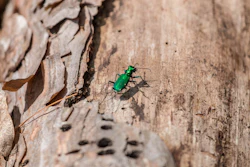 Emerald Ash Borer I Stock 1162040881