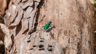 Emerald Ash Borer I Stock 1162040881