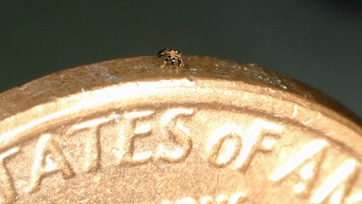 Smaller than a flea, a single crab robot stands on the edge of a coin.