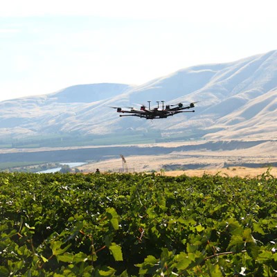 A manually operated WSU drone flies over a vineyard during tests for bird deterrence and fruit damage assessment.
