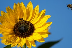 Bees on a sunflower in Gelsenkirchen, Germany, Sept. 23, 2021.