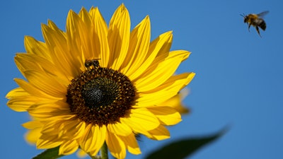 Bees on a sunflower in Gelsenkirchen, Germany, Sept. 23, 2021.