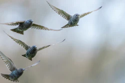 European starlings.