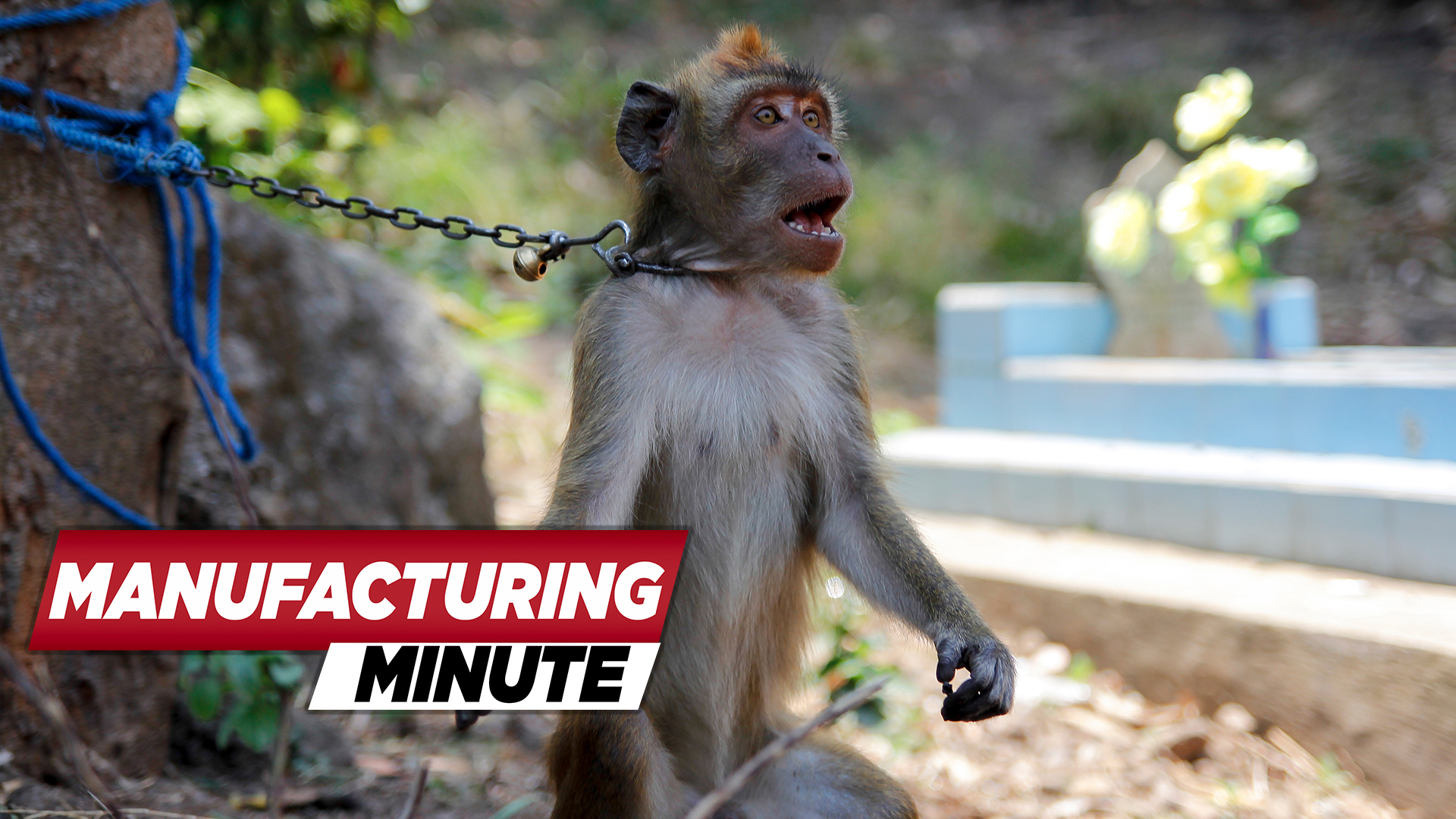 Walmart Pulls Coconut Milk Amid Monkey Labor Allegations