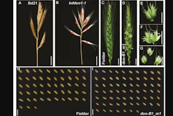 A-B: Brachypodium distachyon wild type (A) with four spikelets on the main spike; mutant (B) with eight spikelets. C-G show the role of this gene in wheat.