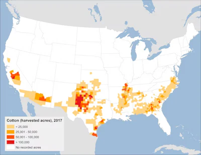 Cotton is grown in 13 states across the southern U.S. The western half of this belt has been in drought since 2000.