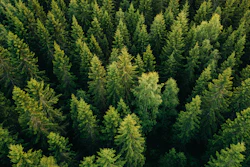 The batteries will be produced with renewable wood from Nordic forests.