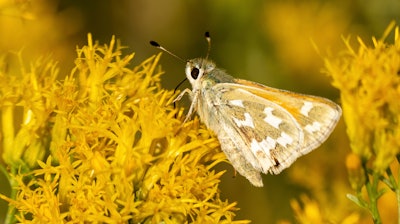 In this photo provided by the Center for Biological Diversity is a bleached sandhill skipper in the meadows at Baltazor Hot Spring in Humboldt County, Nevada, taken on Sept 13, 2021. Conservationists who are already suing to block a geothermal power plant where an endangered toad lives in western Nevada are now seeking U.S. protection for the rare butterfly at another geothermal project the developer plans near the Oregon line.