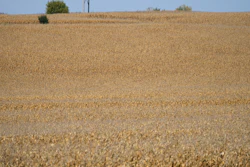 Fields of corn on a farm near Garretson, S.D., Oct. 8, 2021.