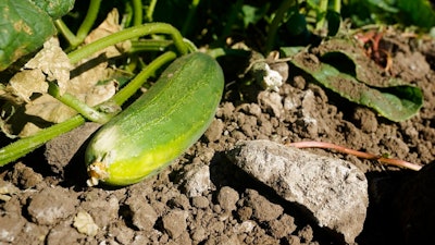 A saltwater stained rock lies next to a cucumber in the field of farmer Bobby Costa near Tracy, Calif., on Thursday, July 21, 2022. He gets water from rivers in the Delta rivers, delivered by an irrigation district through a ditch on his property. This year, the water’s higher salt content is evident, leaving white stains on the dirt in his fields and hurting his cucumber crop.