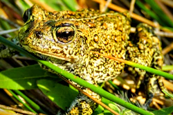 In this 2017 photo provided by the Center for Biological Diversity is a Dixie Valley toad, which the U.S. Fish and Wildlife Service has temporarily listed as an endangered species on an emergency basis near the site of a power plant site in Nevada. On Monday, Aug. 1, 2022, the 9th U.S. Circuit Court of Appeals rejected a bid by environmentalists and a Nevada tribe to halt construction of a geothermal power plant that opponents say would harm the endangered toad and destroy sacred hot springs.