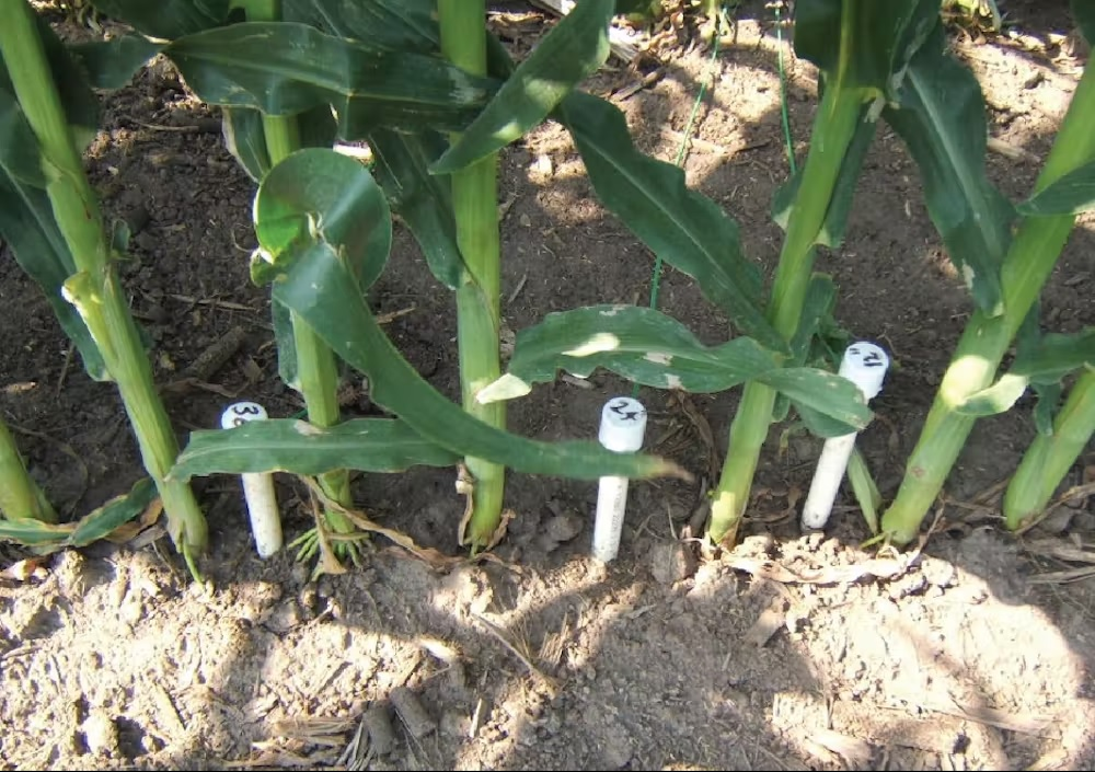 Sensors installed in a corn field.