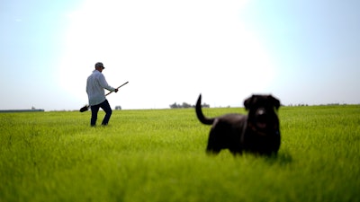 Larry Cox walks in a field of Bermudagrass with his dog, Brodie, at his farm near Brawley, Calif., Aug. 15, 2022.