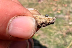 This photo provided by Lynne Buckner shows a Kings River pryg, a springsnail found in 13 isolated springs around Thacker Pass, 200 miles northeast of Reno, Nev., on April 7, 2022. Conservationists are seeking Endangered Species Act protection of the tiny snail half the size of a pea that’s known to exist only in high-desert springs near a huge lithium mine planned along the Nevada-Oregon line.