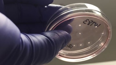 Brain organoids in a petri dish, representative of research from Sierra Space and UC San Diego partnership to develop the first stem cell research institute in space.