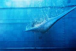 Mantaray