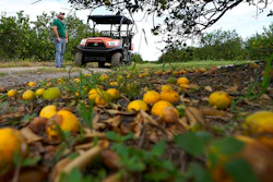 Farmer Roy Petteway looks at the damage to his citrus grove from the effects of Hurricane Ian on Oct. 12, 2022, Zolfo Springs, Fla.
