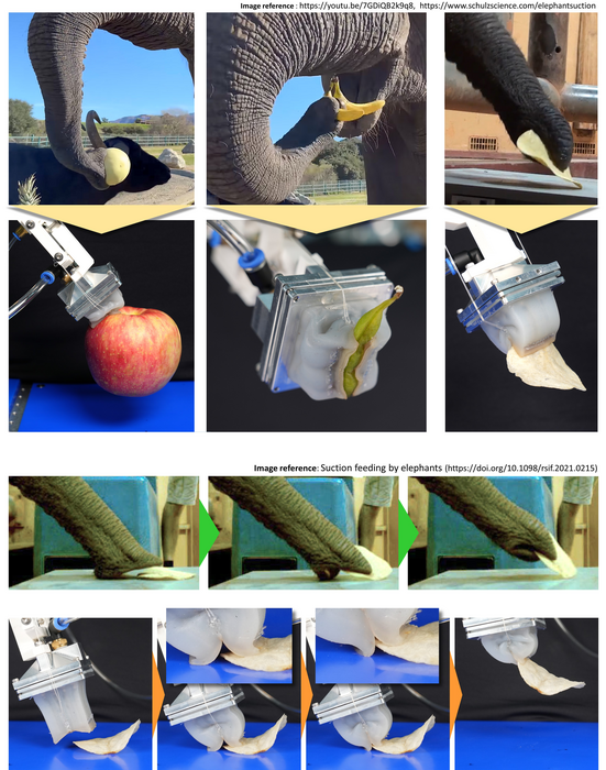 Low Res [attachment 1] Comparison Of How Elephants And The Gripper Grip Various Objects jpg