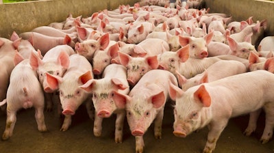 Pig Farm I Stock 1289625736