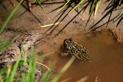 A Dixie Valley toad is seen around the hot spring-fed wetland in the Dixie Valley in Fallon, Nev., Wednesday, May 4, 2022. In a highly unusual move in a legal battle over a Nevada geothermal power plant and an endangered toad, the project’s developer is now asking a judge to allow it to scale back by 80% the original plan U.S. land managers approved last November.