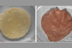 Appearances of cultured meat models without and with treatment of natural food coloring (beet).