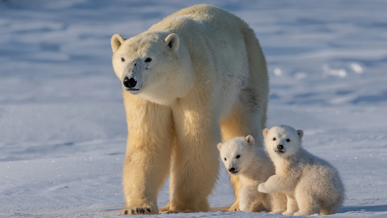 Do Polar Bear Paws Hold the Secret to Better Tire Traction? - Vimarsana News