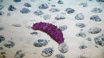 Brightly colored sea cucumbers and many other unusual deep sea creatures live among the nodules in the Clarion-Clipperton Zone.