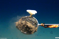 Deep sea sponges and other creatures live on and among valuable manganese nodules like this one that could be mined from the seafloor.
