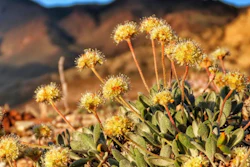 In this photo provided by the Center for Biological Diversity, Tiehm's buckwheat grows in the high desert in the Silver Peak Range of western Nevada about halfway between Reno and Las Vegas, in June 2019, where a lithium mine is planned.