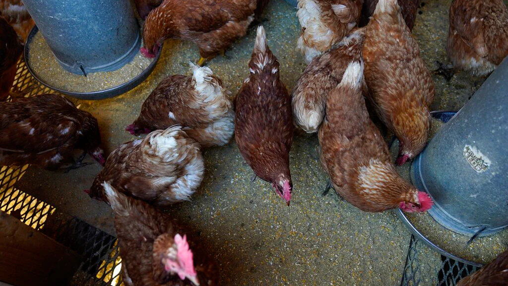 Bird Flu Costs Pile Up as Outbreak Enters Second Year - Vimarsana News