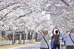 Visitors take photos of cherry blossoms in Tomioka town, Fukushima prefecture, Japan Saturday, April 1, 2023.