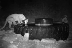 This undated image provided by the Santa Ana Pueblo Department of Natural Resources shows a mountain lion known as 'Brokenleg' drinking from a watering hole near Santa Ana Pueblo, New Mexico.