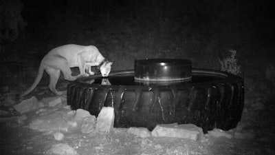This undated image provided by the Santa Ana Pueblo Department of Natural Resources shows a mountain lion known as 'Brokenleg' drinking from a watering hole near Santa Ana Pueblo, New Mexico.