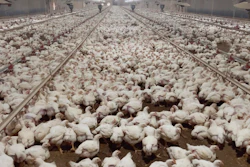 The animal rights group Animal Outlook says that a Virginia farm that raised chickens for Tyson Foods mistreated the animals, and one of their investors shot pictures and video documenting the abuse last year.