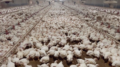 The animal rights group Animal Outlook says that a Virginia farm that raised chickens for Tyson Foods mistreated the animals, and one of their investors shot pictures and video documenting the abuse last year.