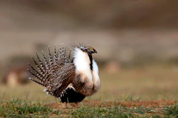 A male sage grouse struts in the early morning hours outside Baggs, Wyo., on April 22, 2015.