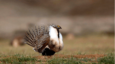 A male sage grouse struts in the early morning hours outside Baggs, Wyo., on April 22, 2015.
