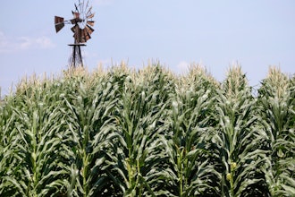 A cornfield in Pacific Junction, Iowa, July 11, 2018.