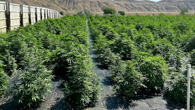 Landscape fabric covers the ground at a legal cannabis farm near Brewster, in north-central Washington state, on Tuesday, July 11, 2023, in this photo provided by Terry Lee Taylor.
