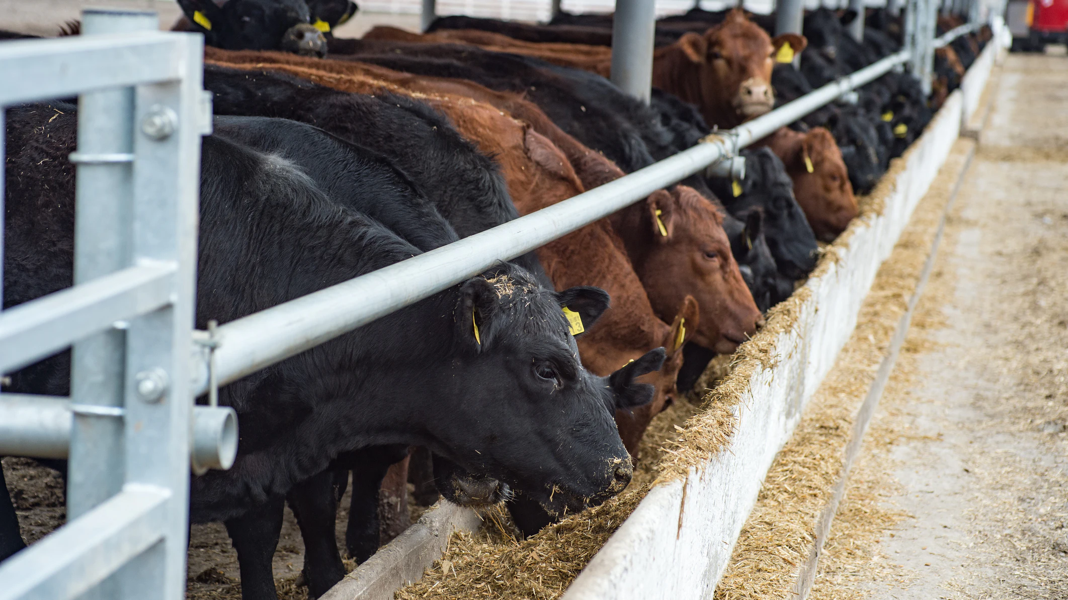 Cargill Announces Methane Emissions Method for Beef Producers - Vimarsana News