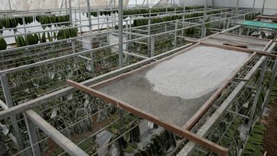 Tiny female insects known as Dactylopius coccus air dry on a sifter in the Garcia family greenhouse, in San Francisco Tepeyacac, east of Mexico City, Thursday, Aug. 24, 2023.